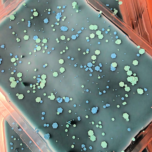 Ocean Eyes Clamshell (lavender driftwood + palo santo)